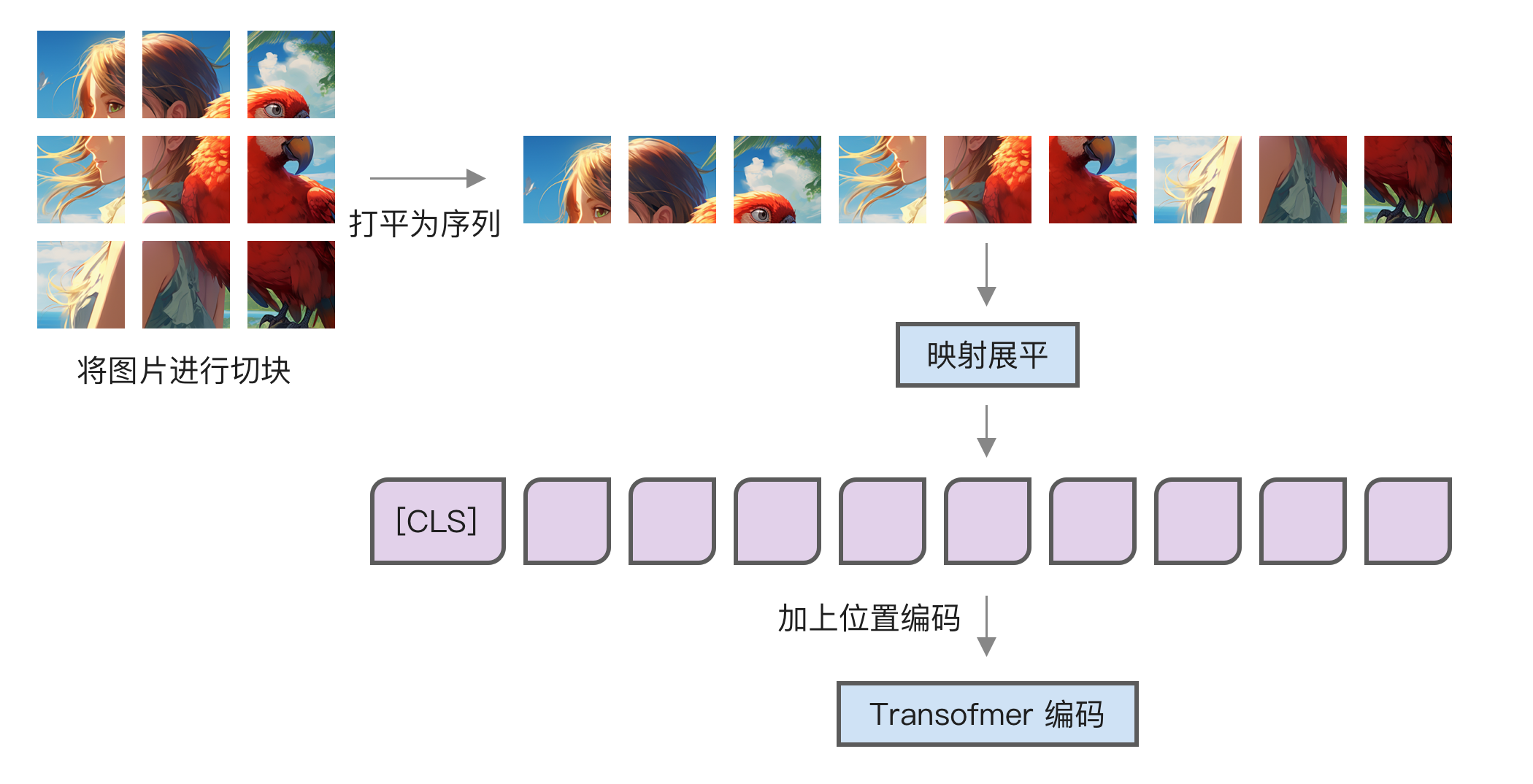 ViT 运行过程